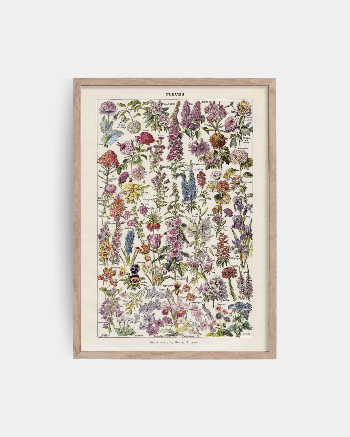 Framed botanical illustration of various flowers on a white background